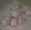 Eggshells