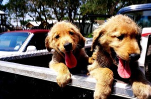 TruckPuppies